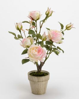 Rosal lili maceta